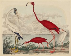 Wood Ibis, Scarlet Ibis, Flamingo og White Ibis, utgitt 1808-1814. av John G. Warnicke