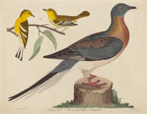 Passasjerdue, blåfjellsanger og hemlocksanger av John G. Warnicke after Alexander Wilson