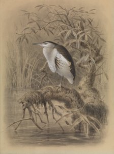  av John Gerrard Keulemans