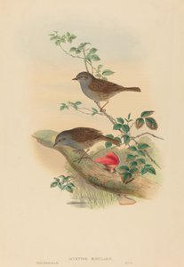 Accentor modularis Dunnock. Skapere: John Gould, Henry Constantine Richter. av John Gould and Henry Constantine Richter John Gould and Henry Constantine Richter