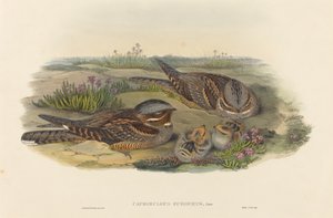 Caprimulgus europaeus Nightjar. Skapere: John Gould, Henry Constantine Richter.