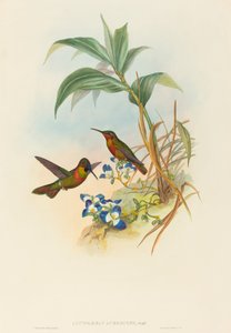 Clytolaema aurescens Banded Ruby eller Gould's Ruby. Skapere: John Gould, Henry Constantine Richter.