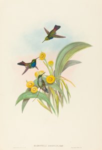Damophila amabilis Blåbrystet kolibri. Skapere: John Gould, Henry Constantine Richter.