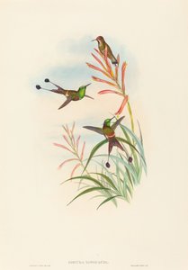 Discura longicauda Racket-Tail. Skapere: John Gould, Henry Constantine Richter. av John Gould and Henry Constantine Richter John Gould and Henry Constantine Richter