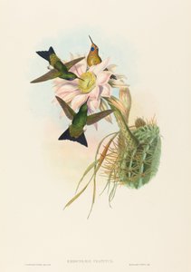 Eriocnemis vestitus Glødende Puff-Leg. Skapere: John Gould, Henry Constantine Richter. av John Gould and Henry Constantine Richter John Gould and Henry Constantine Richter
