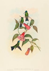 Eucephala smaragdocaerulea Goulds trenymfe. Skapere: John Gould, Henry Constantine Richter. av John Gould and Henry Constantine Richter John Gould and Henry Constantine Richter