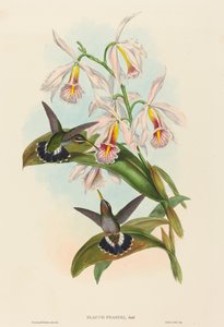 Glaucis fraseri Frasers pigghals. Skapere: John Gould, Henry Constantine Richter.