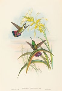 Lampornis veraguensis Veraguan Mango. Skapere: John Gould, Henry Constantine Richter.