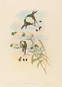 Spathura peruana Peruansk rackethale. Skapere: John Gould, Henry Constantine Richter. av John Gould and Henry Constantine Richter John Gould and Henry Constantine Richter