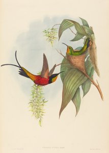 Topaza pyra Fairy Topaz. Skapere: John Gould, Henry Constantine Richter.