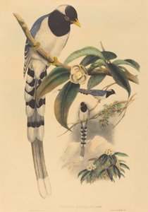 Urocissa cucullata, sannsynligvis 18501883. Skapere: John Gould, Henry Constantine Richter.