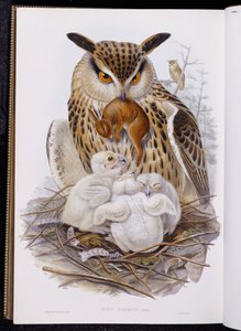 A Great Owl and Chicks, fra "The Birds of Europe", utgitt 1832-37 av John Gould