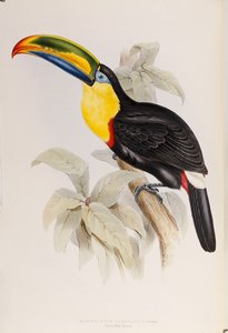 A Monograph of the Ramphastidae, eller Family of Tucans, First Edition, utgitt 1834 av John Gould