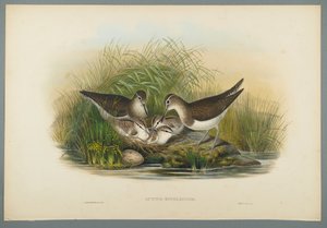 Actitis Hypoleucos - Sommersnipe (fargelitho på vevd papir) av John Gould