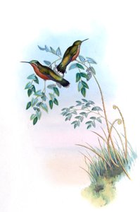 Adelomyia castaneiventris = Lampornis castaneoventris av John Gould