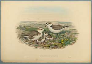 Aegialophilus Cantianus - Kentish Plover (fargelitho på vevd papir) av John Gould