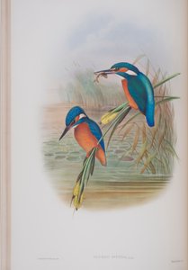 Alcedo Ispida, plate fra The Birds of Great Britain av John Gould, utgitt 1862-73 (håndfarget lito) av John Gould