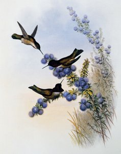 Anna's Hummingbird (Calypte anna), gravering fra Monograph of Trochilidae eller Humming Birds (1849-1861), av John Gould (1804-1881), Storbritannia av John Gould