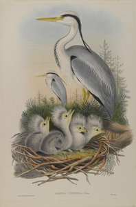 Ardea Cinerea - Hegre av John Gould