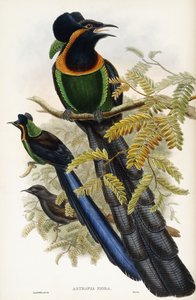 Astrapisk artefakt av John Gould