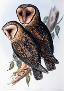 Australian Masked-Owl (Strix personata), litografi fra Birds of Australia av John Gould