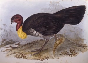 Australsk børstekalkun (Alectura lathami), Gravering av John Gould av John Gould