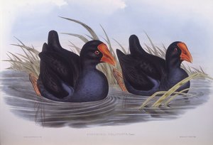Australsk sumphen (Porphyrio melanotus), Gravering av John Gould av John Gould