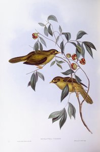Klokkegruvearbeider (Manorina melanophrys), Gravering av John Gould av John Gould