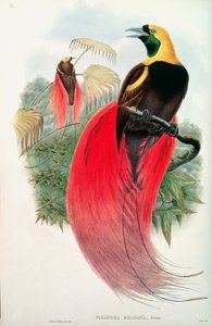 Paradisfugl, gravert av T. Walter av John Gould