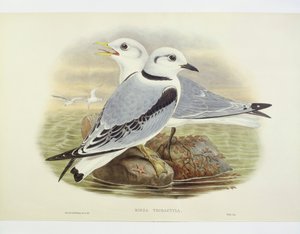 Svartbent krykkje (Rissa tridactyla), Gravering av John Gould, William Hart, H C Richte av John Gould