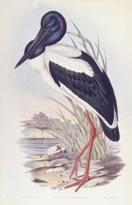 Svarthalset stork (Ephippiorhynchus asiaticus), gravering av John Gould av John Gould
