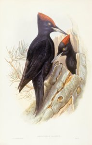 Svart hakkespett (Dryocopus martius), Gravering av John Gould av John Gould
