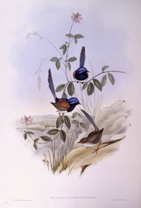 Blåbrystet elver (Malurus pulcherrimus), Gravering av John Gould av John Gould