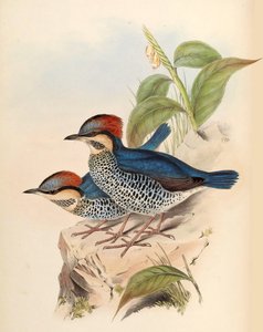 Blå Pitta Pitta cyanea Blyth av John Gould