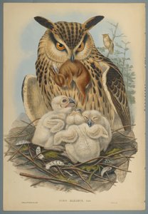 Bubo Maximus: Owl (fargelitho på vevd papir) av John Gould