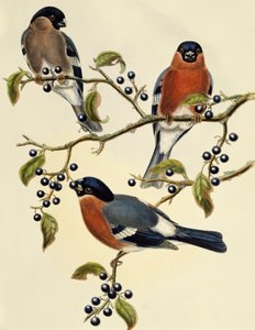 Bullfinch (Pyrrhula pyrrhula), gravering av John Gould (1804-1881). Storbritannia av John Gould