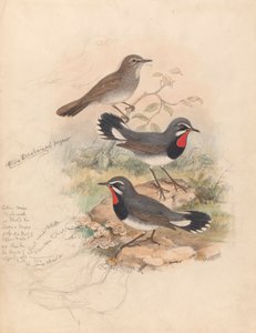 Calliope Tschebaiewi, Prjev. av John Gould