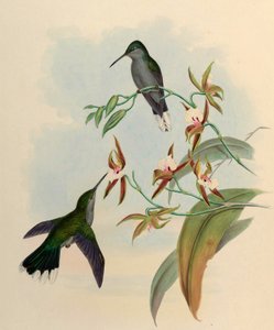 Campylopterus latipennis = Campylopterus largipennis av John Gould