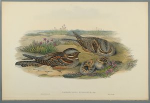 Caprimulgus Europaeus (fargelitho på vevd papir) av John Gould