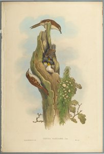 Certhia Familiaris - Tree Creeper (fargelitho på vevd papir) av John Gould