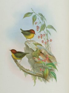 Cettia castaneocoronata av John Gould