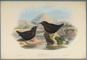 Cinclus Pallasi: Pallas Water Ouzel (fargelitho på vevd papir) av John Gould