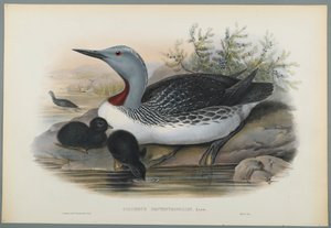 Colymbus Septentrionalis: Red Throated Diver (farge litho på vevd papir) av John Gould