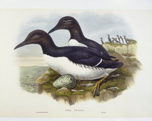 Common murre (Uria aalge), Gravering av John Gould, William Hart, HC Richter av John Gould