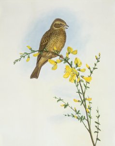 Maisspurv (Miliaria o Emberiza calandra), Gravering av John Gould av John Gould