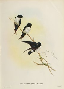 Delichon nipalensis, fra 