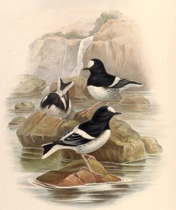 Enicurus scouleri av John Gould