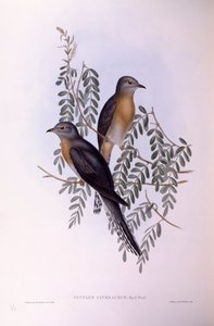 Viftehalegjøk (Cacomantis flabelliformis), Gravering av John Gould av John Gould
