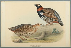 Francolinus Vulgaris (Briss): Europeisk Francolin (farge litho på vevd papir) av John Gould