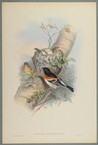 Fringilla Montifringilla - Bramblefinsh (fargelitho på vevd papir) av John Gould
